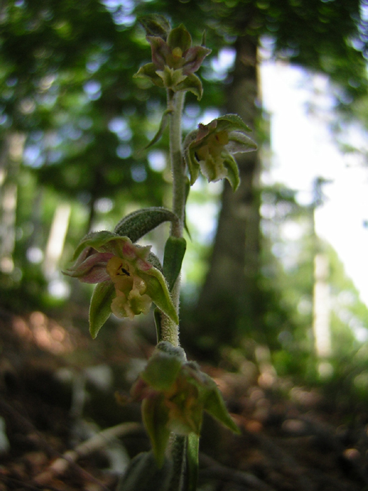 Epipactis laziali